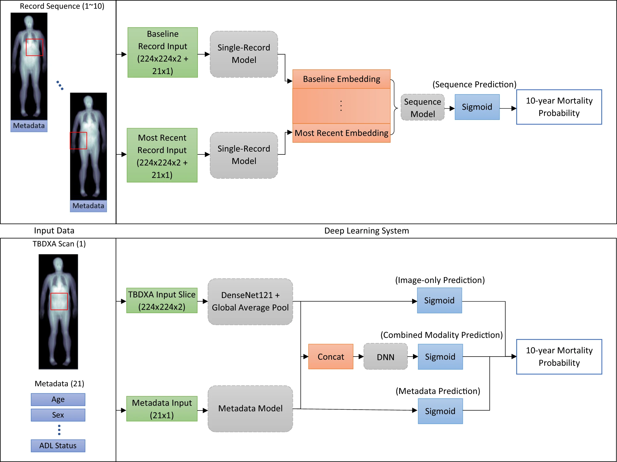 Schematic of the Glaser 2022 deep-learning pipeline using longitudinal total-body DXA scans for mortality prediction